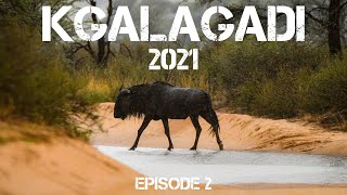 Kgalagadi Transfrontier National Park 2021, Lekker nat Nossob