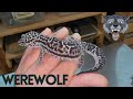 New leopard gecko morph the werewolf