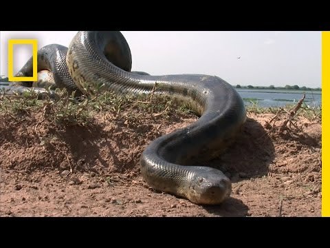 5 Grown Men Vs. 1 Big Snake | National Geographic