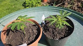 Garden Photo + Auto Grow is kicking off :D