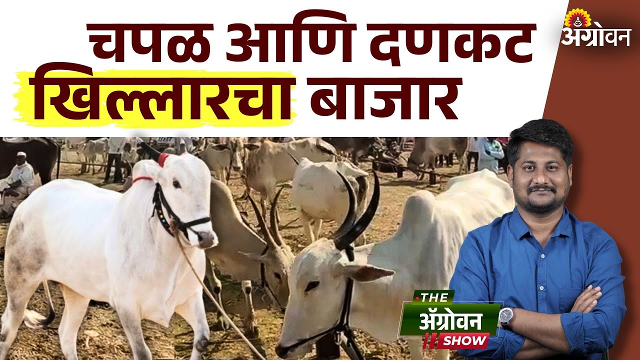 Sangola Khillar Bajar : सांगोल्यात भरतो जनवारांचा बाजार; बाजारात काय आहे खासियत? | Agrowon