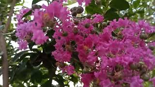 ورد القهوة تمر حنا افرنجي  Lagerstroemia indica تعرفوا على أسرار الزراعة أزهار جاذبة للنحل 🐝🦋 مميزة