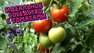 Что посадить рядом с томатами, чтобы снять щедрый урожай
