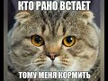 Приколы с животными 😺 #1