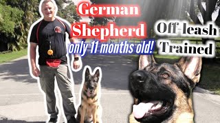 German Shepherd Off-Leash Crazy Transformation