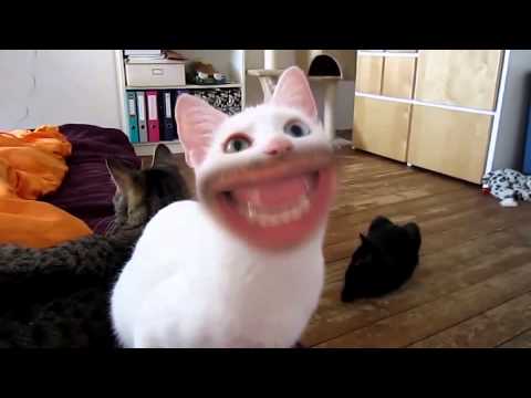 markiplier-meow-backwards.