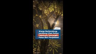 Warga Berbondong-bondong Lihat Pohon Tabebuya 'Menangis', Pakar Beri Penjelasan