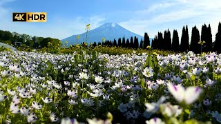 4K Japan Walk | Yamanakako Hana no Miyako Park | 4K HDR