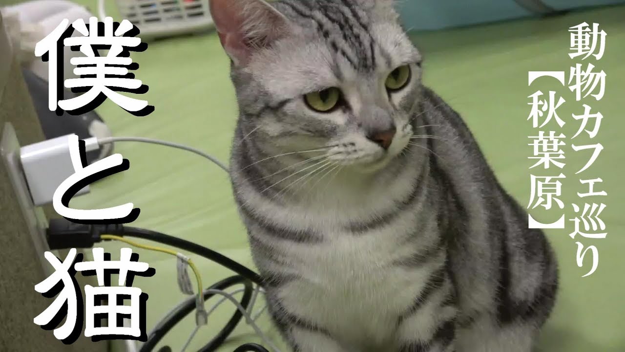 動物カフェ巡り 秋葉原 僕と猫 猫カフェ Youtube