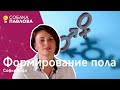 Формирование пола - Софья Блох // половая хромосома, кариотип, гормоны, смена пола, гермафродитизм