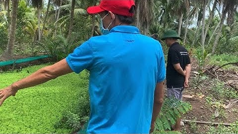 Giao Ốc Bươu Đen Giống Tiếp Tục Lần 2 Cho Khách Hàng Ở Mỏ Cày Nam-Bến Tre | Liệt Vlog