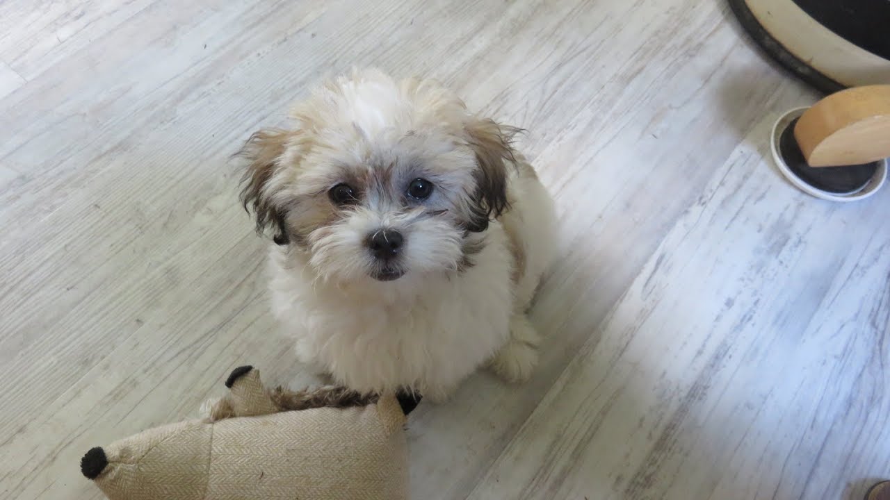 shihpoo puppy