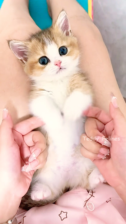 Fluffy Cutie, Beautiful Eyes!🧸😻💕 #cat #cute #kitten #cats