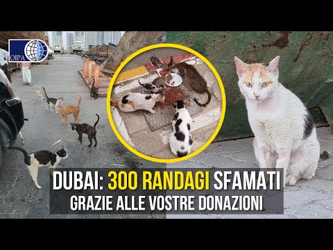 Video: Attacco Di Cuore Nei Gatti