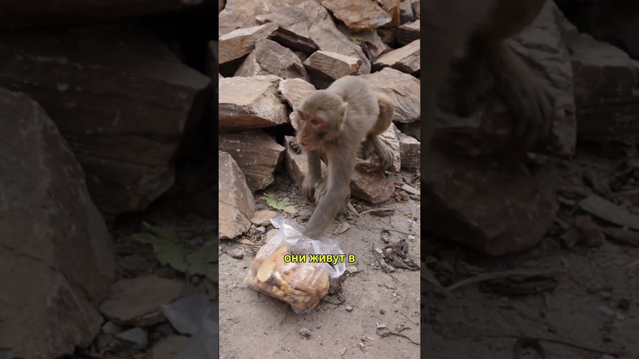 Загадочные макаки: удивительные существа джунглей! #факты #животные #природа #animals #шортс