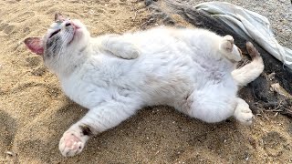 Cute cat rolls around on the beach and plays with humans