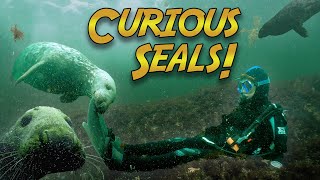 Diving with Seals! (Why do they love us?  They can't resist ONE thing!)