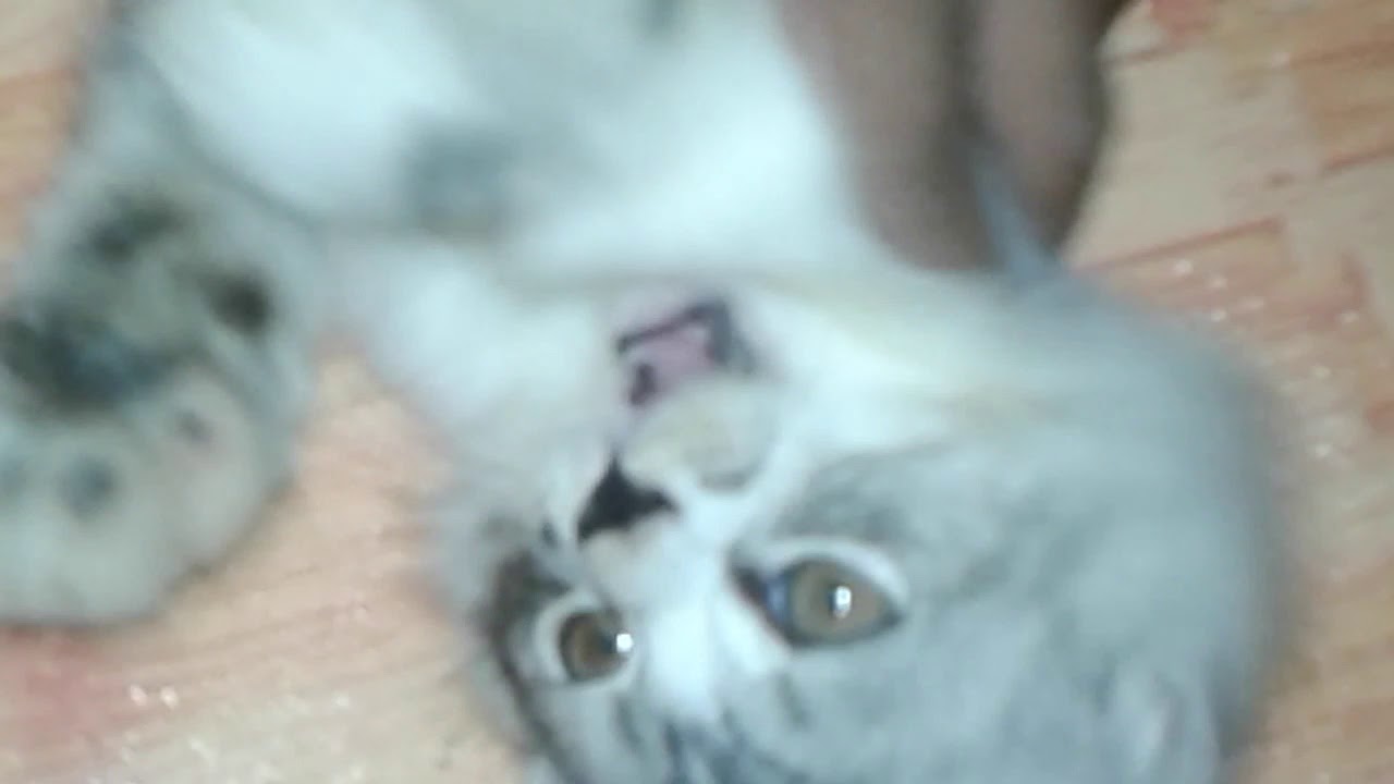 Ini kucing gw namanya leo kaya nama di mobilenges 