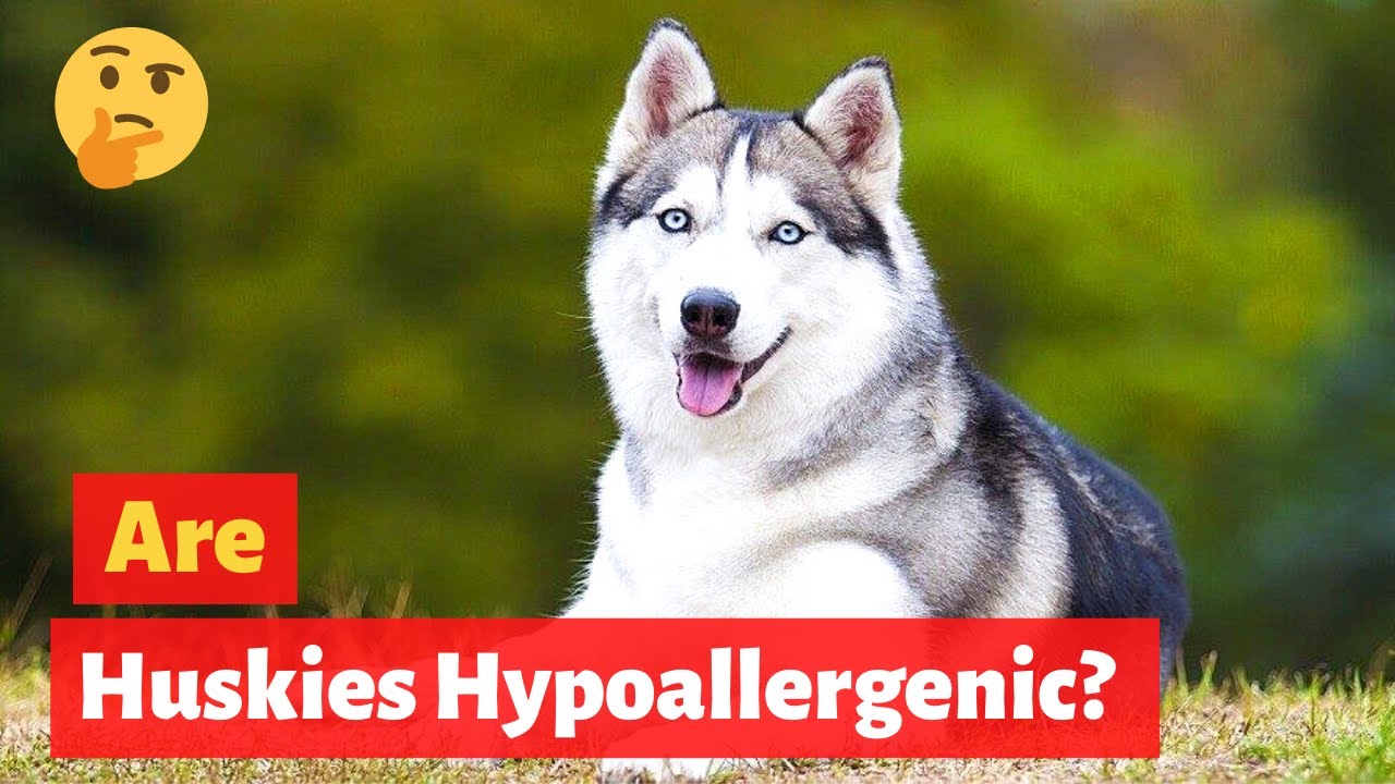 siberian husky hypoallergenic