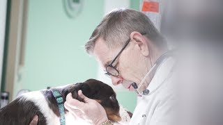 Welcome to Temple Terrace Animal Hospital by TampaBayVets 998 views 7 years ago 59 seconds