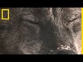 La meute de mollie les loups les plus puissants du parc de yellowstone