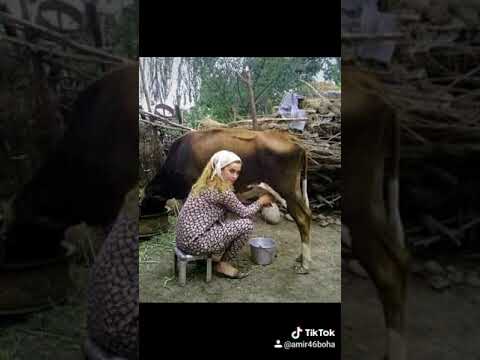 دار يا دار يا دار