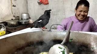 八哥鸟看到主人在煮菜主人说还不能吃结果它马上翻脸