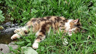 Rustgevende kattenmuziek 🐾 Ontspannende melodieën voor diepe genezing en stressverlichting — Kalm...