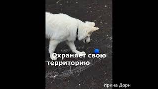 МОСКВА. Щенок белой швейцарской овчарки, возраст 6,5 месяцев, ищет дом! бшо_ищет_дом