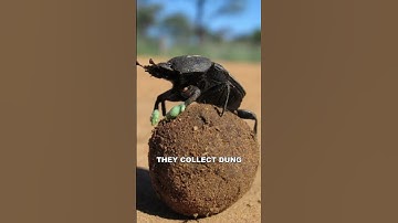 Dung Beetle | The Strongest Animal On Earth