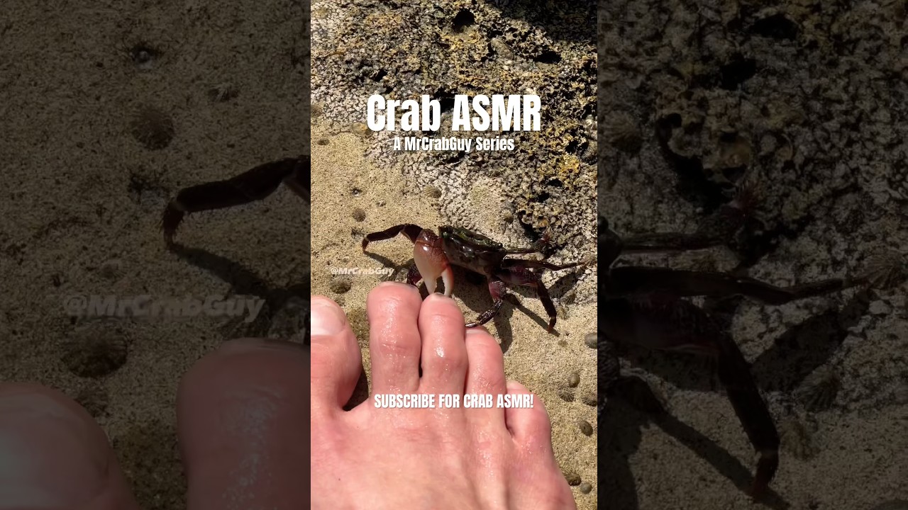 SATISFYING ASMR Sounds | Crab Pedicure ASMR 