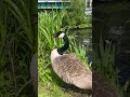 Bham: Young Geese