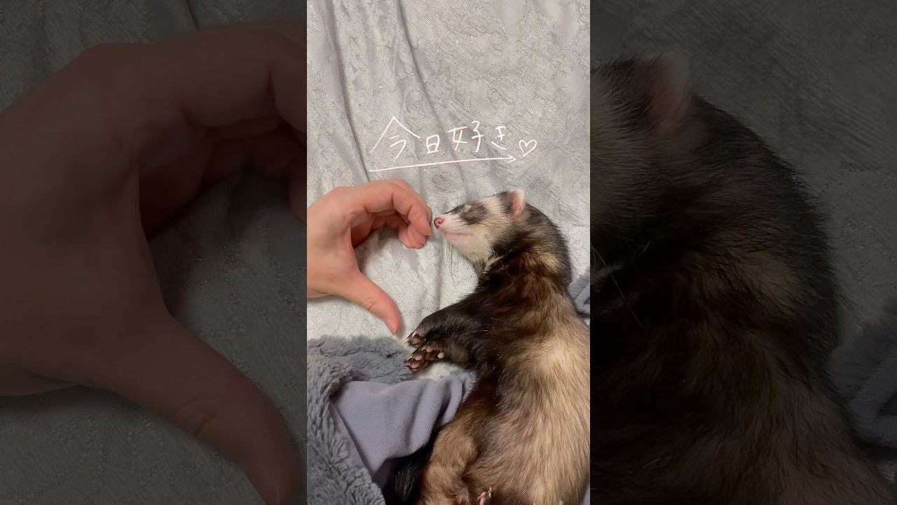 フェレもんた界隈💭こりゃもう今日好きにならざるをえませんでした😮‍💨💘 #ferret #フェレット #マーシャルフェレット