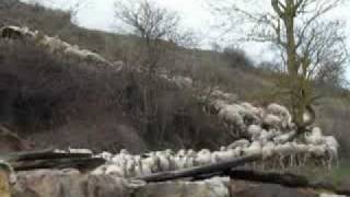 Moutonsdepuislegite.flv