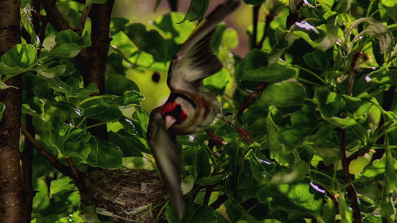 Familie Stieglitz YouTube