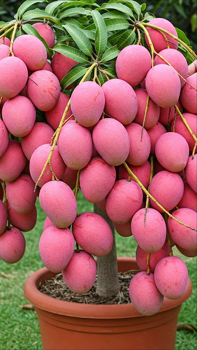 Mango Magic: A Step-by-Step Guide to Growing Your Own Tree #shorts #mangotree