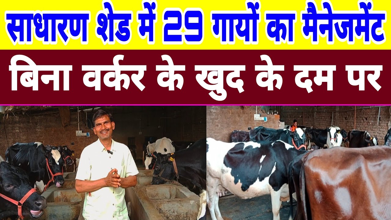खुद केदम पर फीड,ब्रीड,मैनेजमेंट जबरदस्त इंतजाम,लोन के साथ इंसोरेंस कैसे करें। dairy farm Patna ||