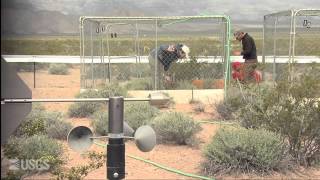 The Heat is On: Desert Tortoises and Survival (Full video)