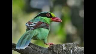 Beautiful Common green magpie #birds #naturelovers #nature