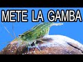 Gambas Como Mascotas - Mi Primer Gambario