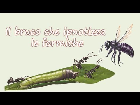 Il bruco che ipnotizza le formiche - YouTube