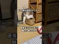 優等生にはない荒ぶる魅力が彼にはあります🤭#猫のいる暮らし #ラグドールもどき #猫のいる生活 #ねこかわいい