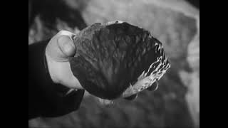 Метеориты. 1947 г