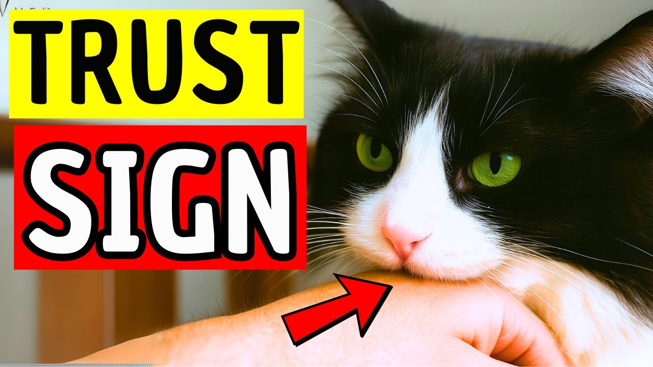 10 Adorable Things Cats Do When They Truly Trust You