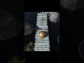 Very Impossible level😭 #gamingvideos #gaming #gamecommunity #gamingvideos