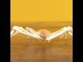 Giant spider crab