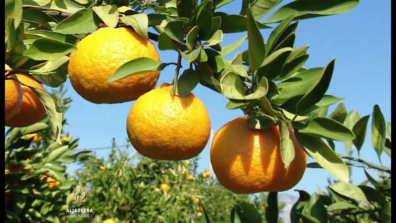تضاعف محصول اليوسفي، لكن انخفاض الأسعار يسبب مشاكل.