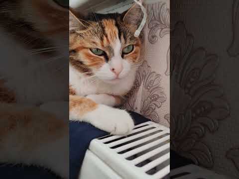 Cat Funny Dance Music Audio Cute Short Kat