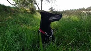 Chester the Manchester Terrier and just a lovely sunny day