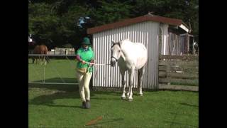 #100 HorseGym with Boots BUTT BINGO